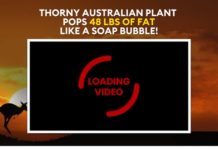 Outback Belly Burner – EPIC NEW High Converting Supplement Offer Outback Belly Burner - EPIC NEW High Converting Supplement Offer