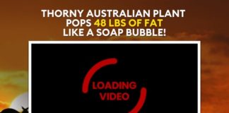 Outback Belly Burner – EPIC NEW High Converting Supplement Offer Outback Belly Burner - EPIC NEW High Converting Supplement Offer